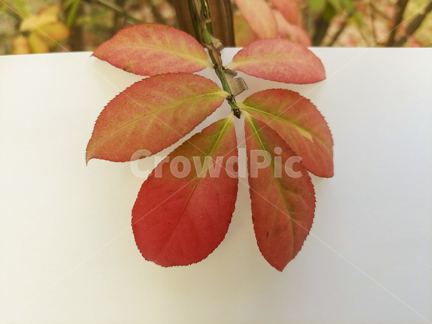 단풍잎,나뭇잎,가을,잎,낙엽,식물,autumn,leaf,leaves,maple,fall,plant,계절,season,가을,계절,fall,autumn,season,식물,자연,plants,nature