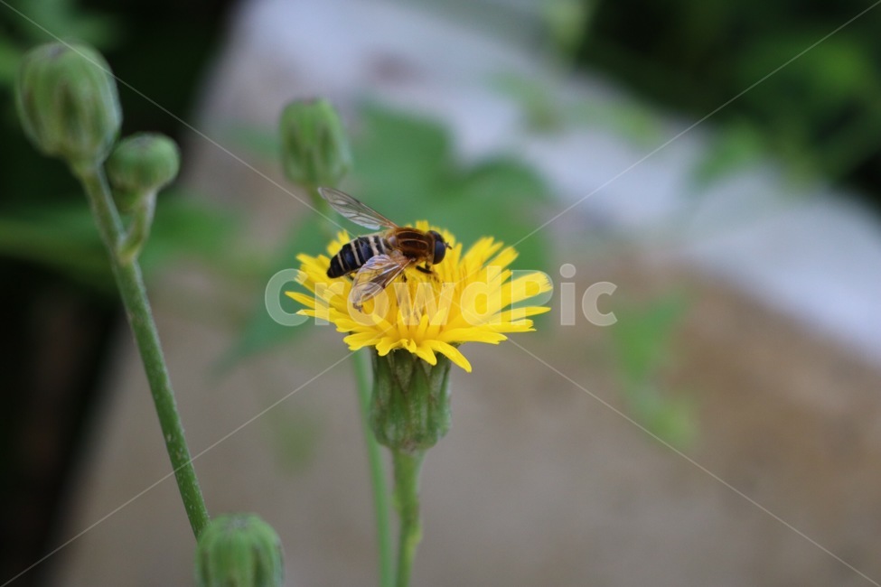 꽃,노랑,초록,자연,길,식물,flower,hana,yellow,kiiro,green,midori,nature,road,michi,plants,shokubutsu,벌,꿀벌,bee,hachi,날개,wings,tsubasa,식물,자연,plants,nature,꽃,flower,동물,animal,곤충,벌레,insect,bug