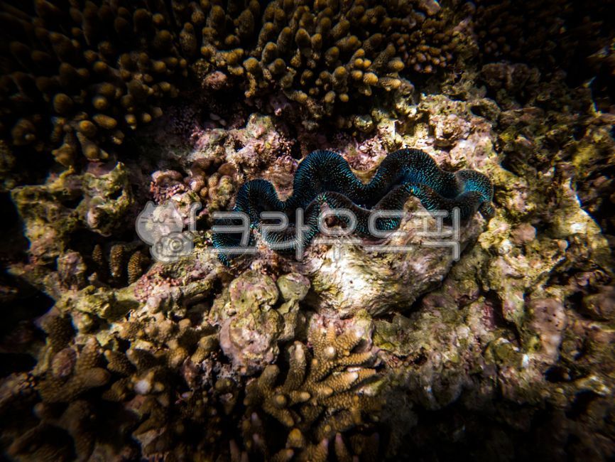 tridacna,sealife,sea,giant clam,coral,tropical sea,marine life,reef,nature,underwater shooting,water,shellfish,ocean,outdoors,animal,underwater,sea creatures,clam,coral reef