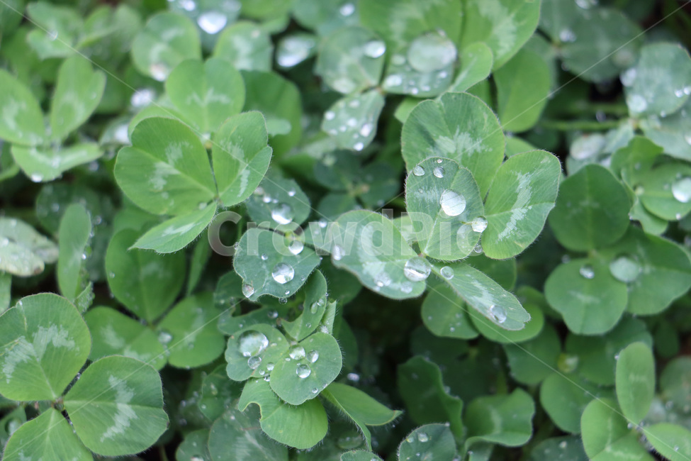 봄,클로버,빗방울,비,비오는날,봄비,초록,그린,green,raindrop,droplet,작은물방울,leaf,잎,plant,식물