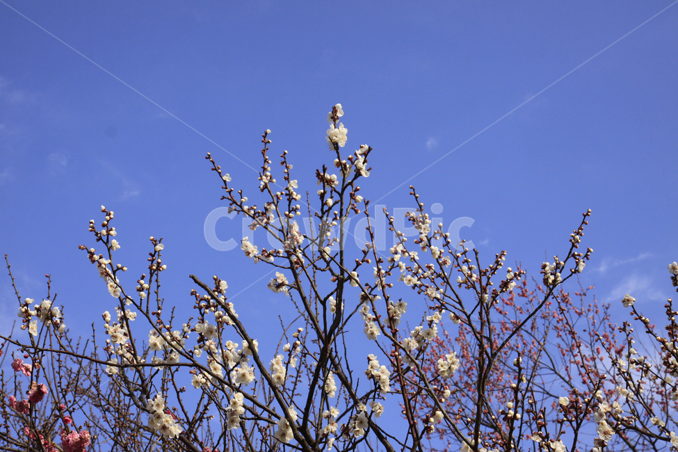 봄,자연,매화,풍경,꽃,매화꽃,매화마을,spring,flower,nature,season,나무,식물,봄꽃,계절,봄,계절,spring,season,식물,자연,plants,nature,꽃,flower,plant