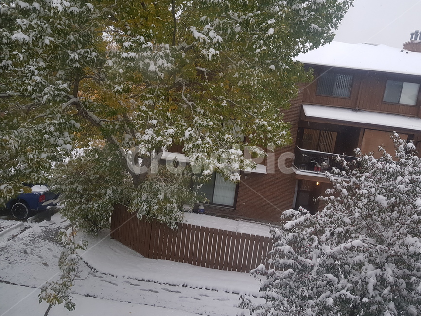 캘거리,첫눈,눈,풍경,경치,snow,겨울,계절,winter,season