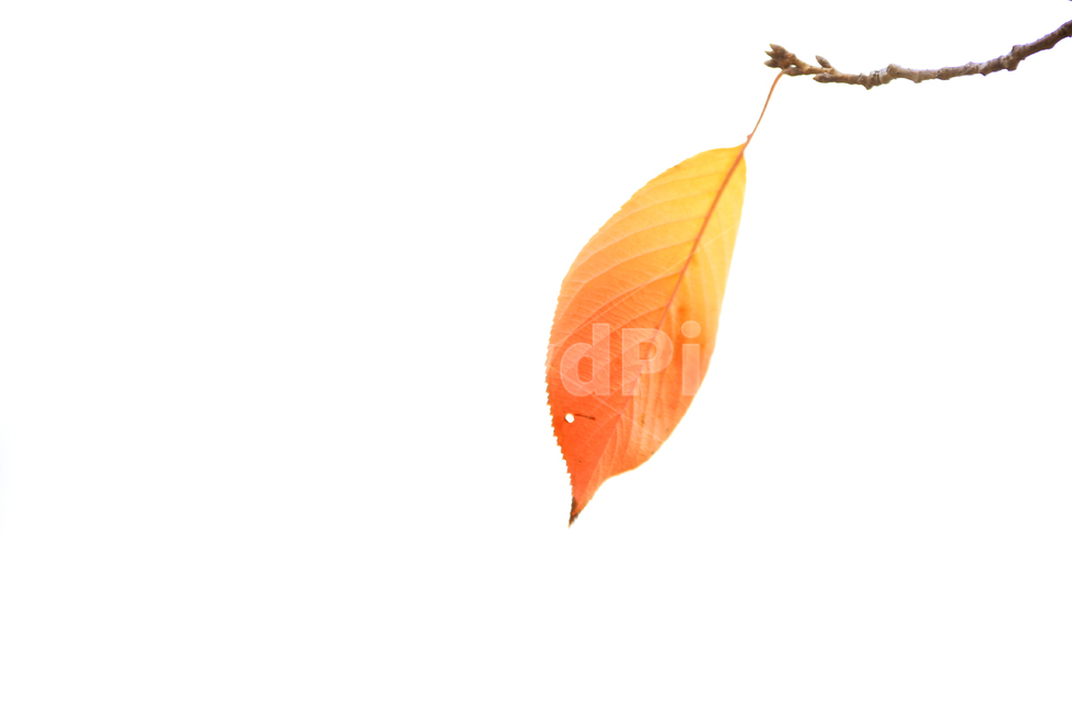 낙엽,단풍,가을단풍,붉은단풍,단풍잎,가을,계절,fall,autumn,season,leaf,잎,plant,식물