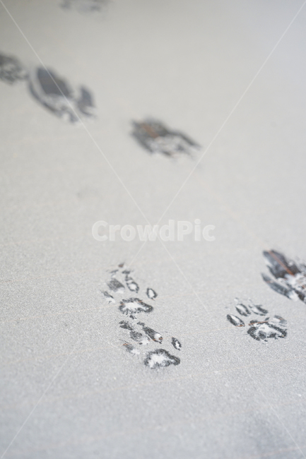 고양이,cat,발자국,먼지,차유리,겨울,계절,winter,season