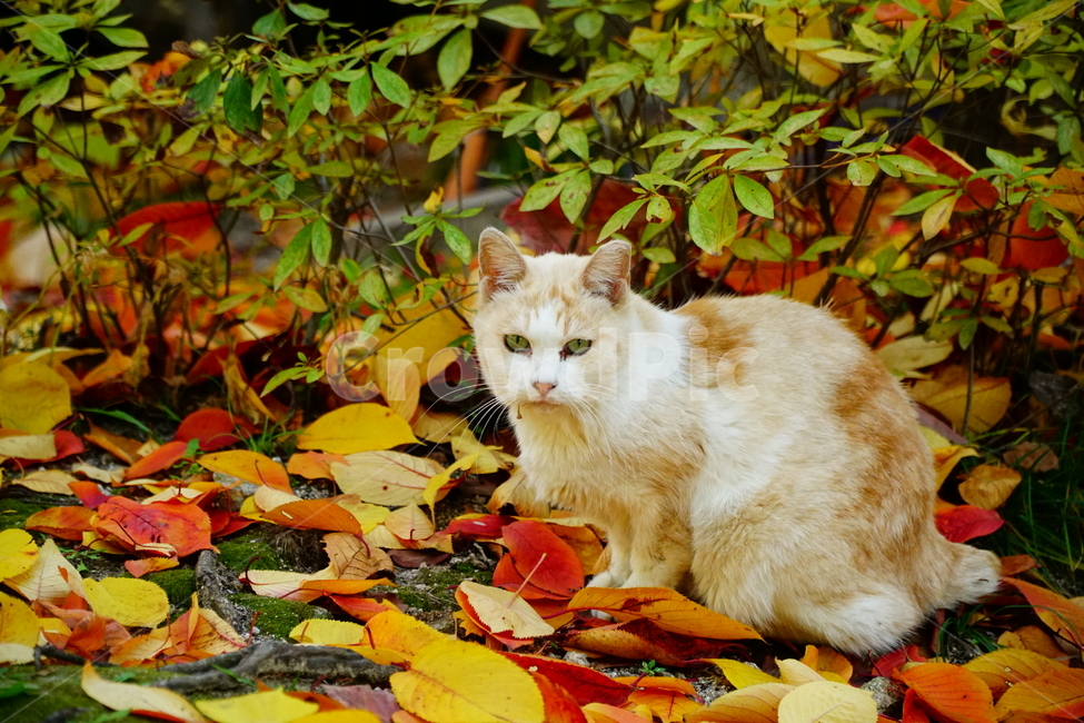 고양이,길고양이,동물,cat,animal,가을,fall,autumn,낙엽,단풍,나무,tree,식물,잎사귀,alleycat,포유류,야옹이,냐옹이,나비,공원,park,가을,계절,fall,autumn,season,동물,animal,포유류,mammal,고양이,cat,kitten,kitty,leaf,잎,plant