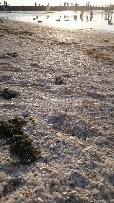 조개껍질,바다,뻘,갯뻘,dirtroad,ground,바닥,모래