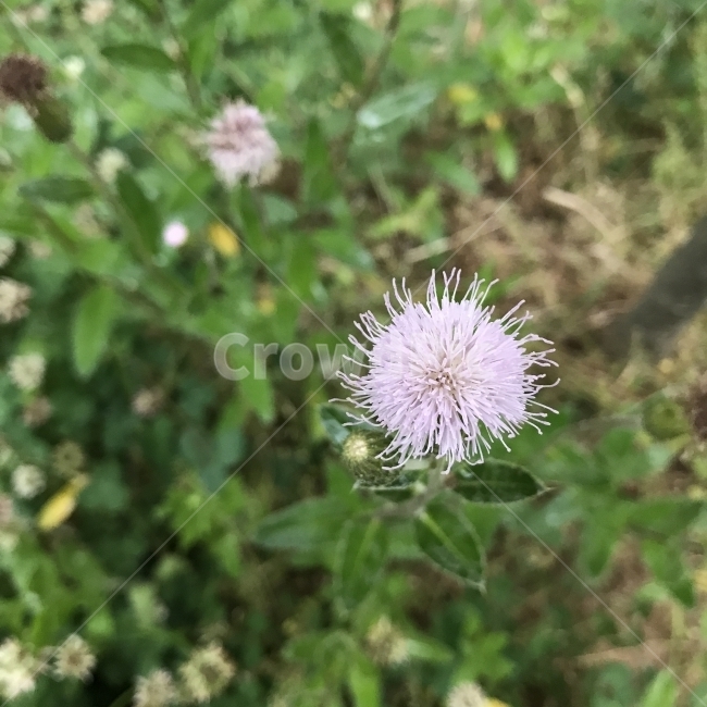 조뱅이,소계,자각채,자계,조바리,자계채,자라귀,조방거색,조병이,Creepingthistle,야생화,국화과,조뱅이속,여러해살이풀,Breeasegeta,단성화,자주꽃,나물,식용,지혈효능,약재,약용,식물,꽃,Flower,식물,자연,plants,nature,꽃,flower