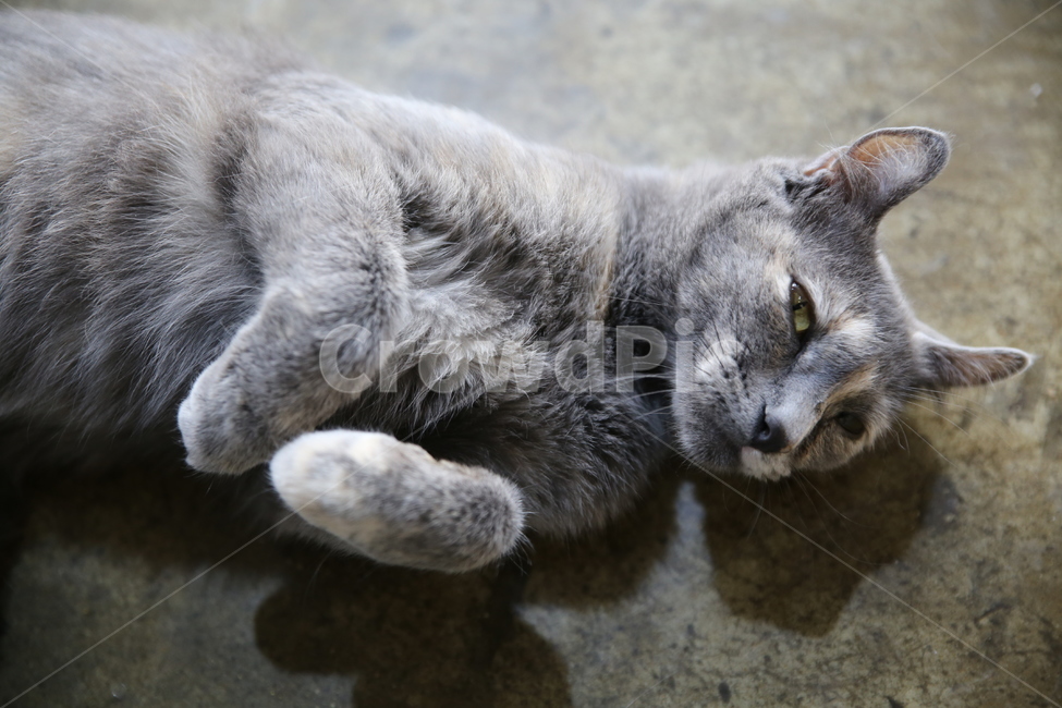 고양이,cat,kitten,animals,털,발톱,이빨,송곳이,애교,반려동물,kitty,동물,포유류