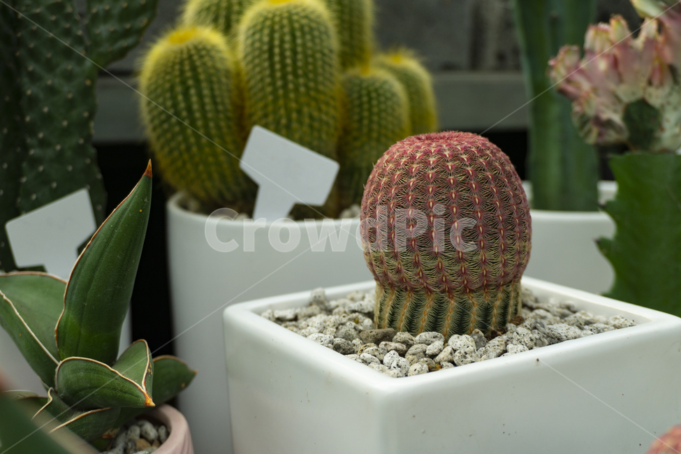 plant,식물,선인장,가시,cactus,식물,자연,plants,nature