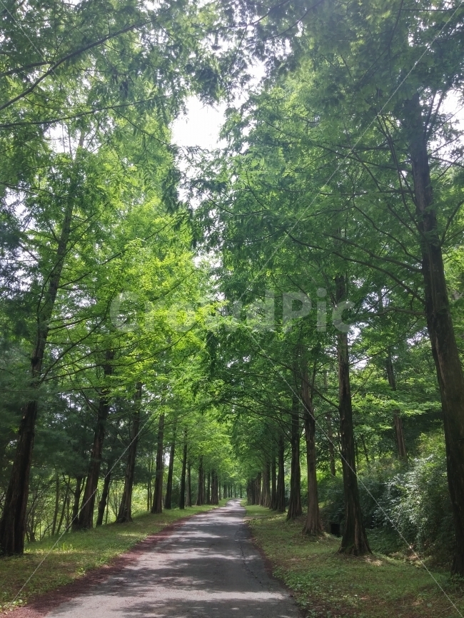 여름,수목원,가로수길,숲길,풍경,summer,Arboretum,Scenery,자연,자연,풍경,nature,landscape,road,도로