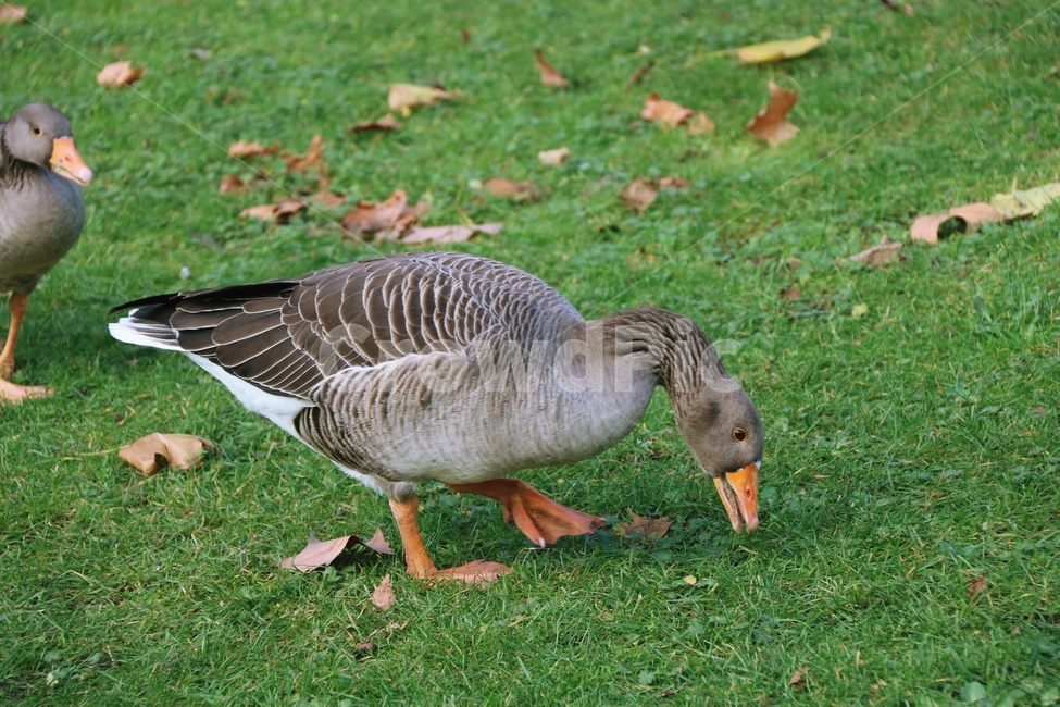백조,새,오리,동물,duck,야생,겨울,winter,호수,강,river,animal,풍경,물결,bird,조류,자연,nature,swan,동물,animal,조류,새,birds