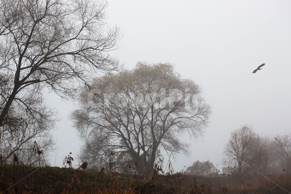자연,풍경,늦가을,아침,안개,생태공원,몽환적,가을,계절,fall,autumn,season,자연,풍경,nature,landscape,나무,trees,wood,bird,새,animal,동물,weather,날씨,outdoors,옥외