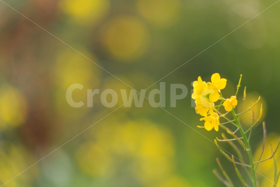 유채꽃,꽃,자연,풍경,식물,식물,자연,plants,nature,꽃,flower