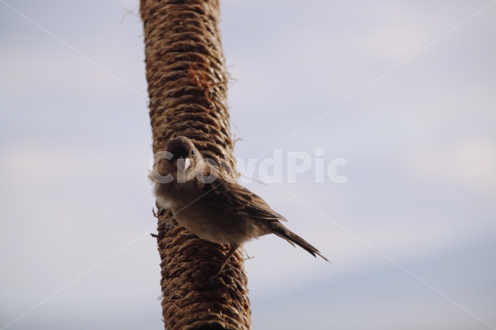 참새,새,밧줄,밧줄에앉은새,자연,동물,animal,조류,새,birds