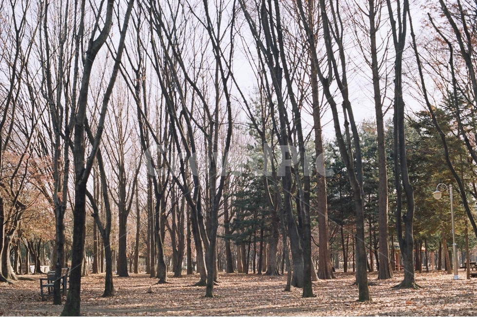 자연,자연풍경,숲,가을,필름,필름감성