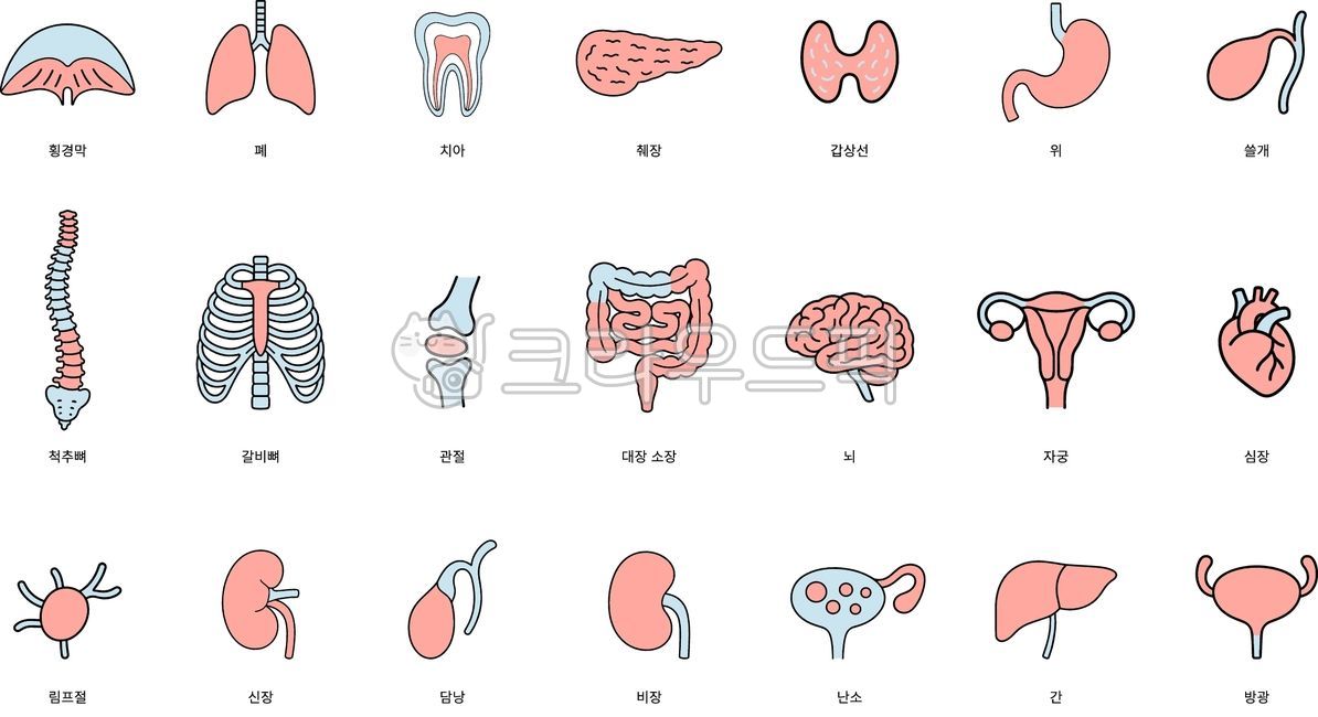 사람, 인체, 신체, 메디컬, 구조, 사진,이미지,일러스트,캘리그라피 - Lalaa작가