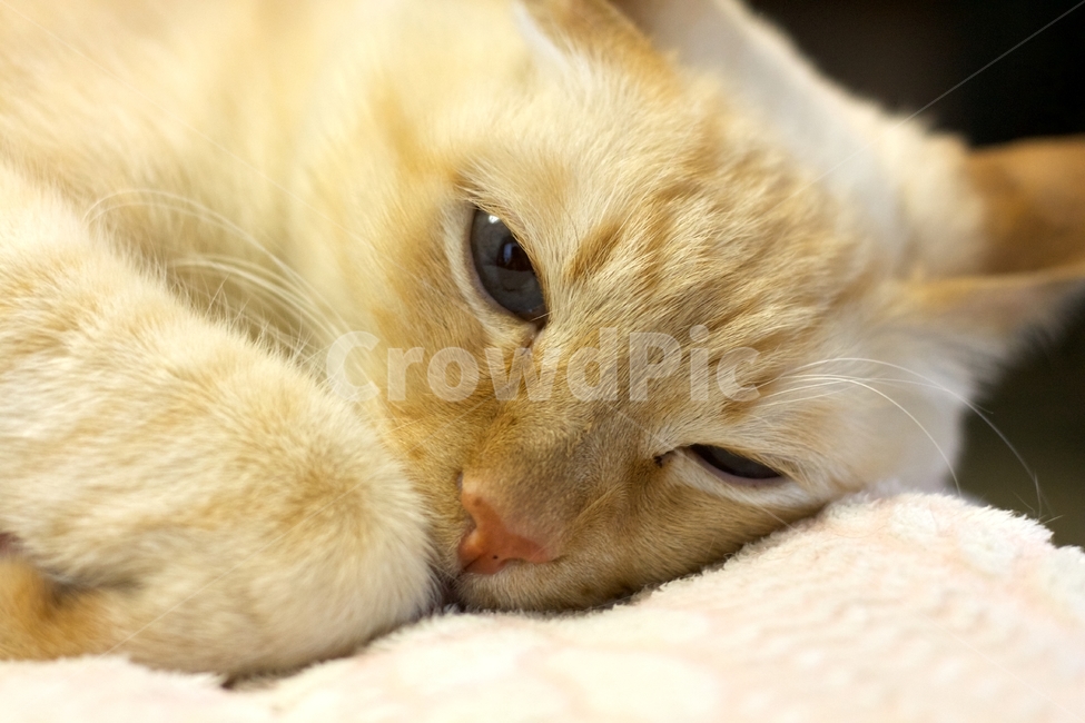 고양이,cat,애완동물,동물,animal,pet,반려묘,반려동물,나른,동물,animal,포유류,mammal,고양이,cat,kitten,kitty