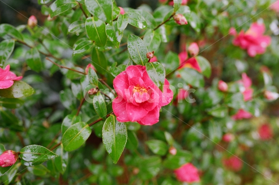 제주도,동백꽃,꽃,여행,필름,식물,자연,plants,nature,꽃,flower