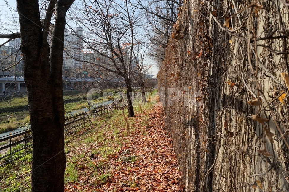 잎,가을,계절,풍경,나무,낙엽,자연,autumn,fall,landscape,trees,fallenleaves,가을,계절,fall,autumn,season,자연,풍경,nature,landscape,tree,plant,식물,tree trunk,나무 줄기