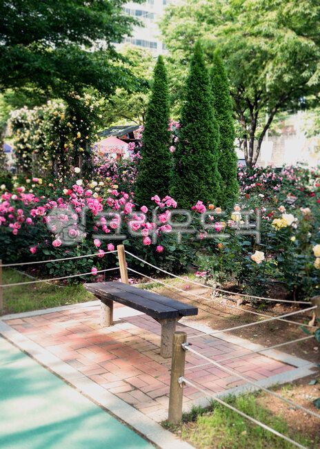 bench,flower bed,Rose Park,Rose,park