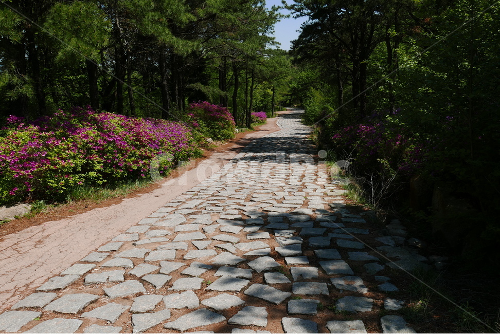 철쭉꽃,철쭉,산길,돌길,봄,봄꽃,분홍꽃,진달래,꽃,꽃잎,분홍색,만개,식물,활짝,개화,잎,초록색,영산홍,소식,군락,공원,길,숲,산,봄,계절,spring,season,자연,풍경,nature,landscape,flagstone,판석,walkway,보도,path,통로