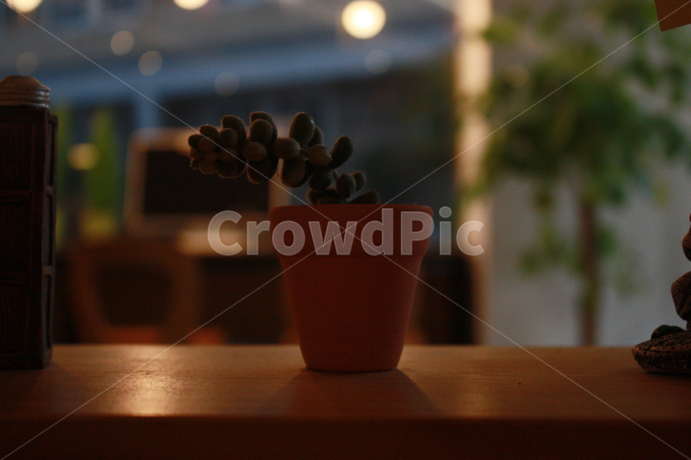 화분,선인장,카페,분위기,갈색,식물,자연,plants,nature,실내용화초,화분,화초,house plant