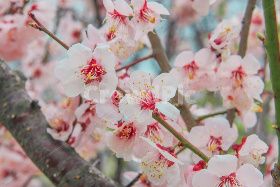 봄,벚꽃,매화,꽃,분홍,핑크,색깔,색감,색상,spring,cherryblossom,blossom,flower,pink,color,봄,계절,spring,season,식물,자연,plants,nature,꽃,flower