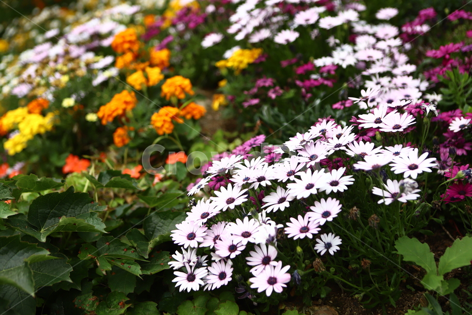plant,식물,daisy,데이지,flower,꽃,blossom,daisies
