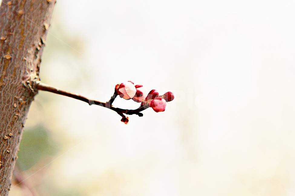 매화,꽃,매화꽃,나무,배경,자연,자연,풍경,nature,landscape,식물,plants,꽃,flower,나무,trees,wood,plant