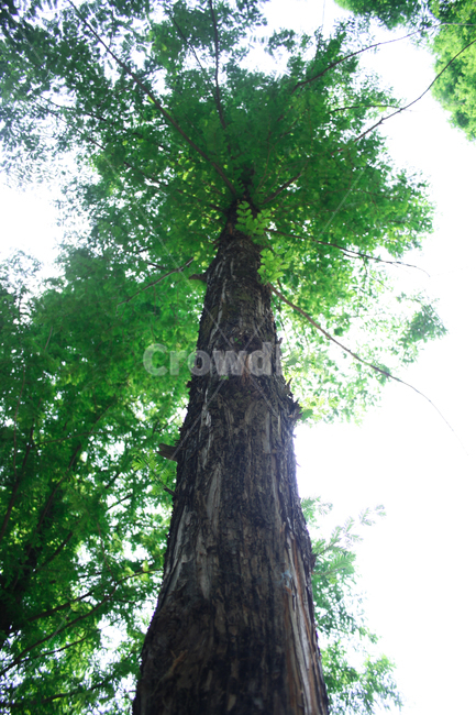 여름,나무,메타쉐콰이어,tree,plant,나무줄기,treetrunk,식물,자연,plants,nature,나무,trees,wood