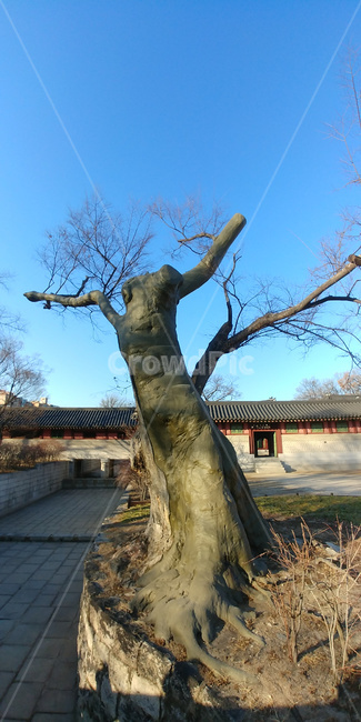 느티나무,고목,괴목,큰나무,나무,식물,자연,plants,nature,나무,trees,wood
