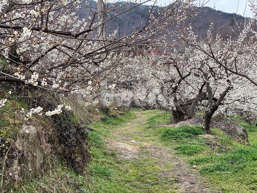 매화나무,구례,매화꽃,blossom,봄,봄꽃,꽃나무,꽃길,spring