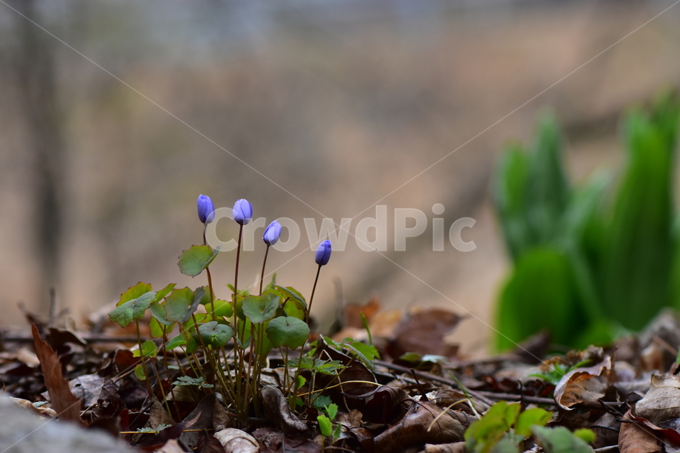 깽깽이풀,야생화,봄,꽃,풀꽃,자연,식물,식생,plants,nature,spring,season,flower
