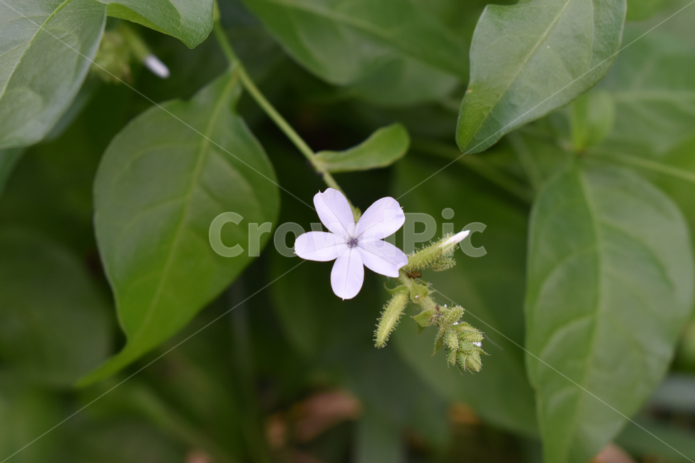 꽃,들꽃,흰꽃,fullbloom,flower