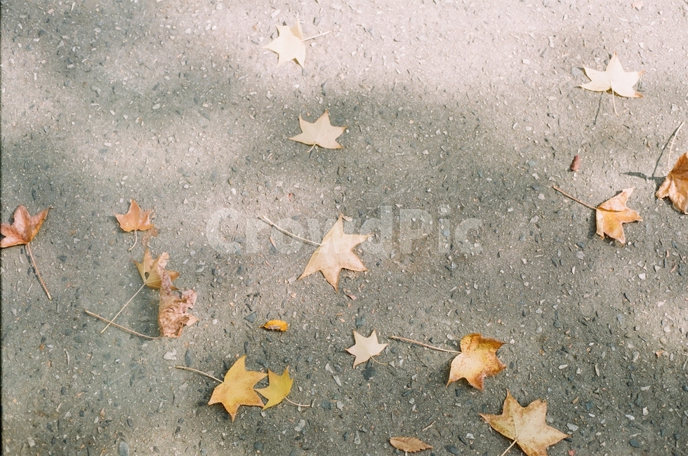 인도,street,낙엽,잎,나무,plant,가을,계절,fall,autumn,season