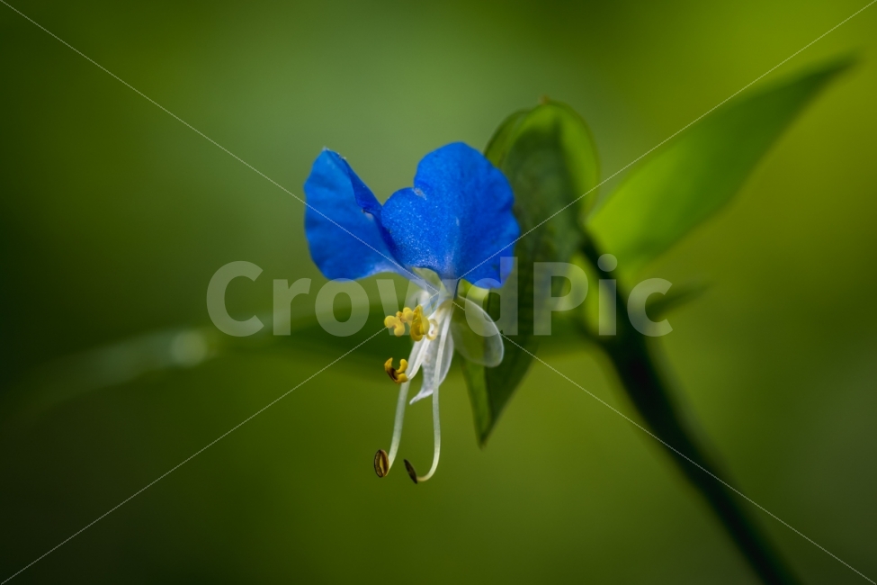 자연,풍경,식물,꽃,닭의장풀,식물,자연,plants,nature,꽃,flower