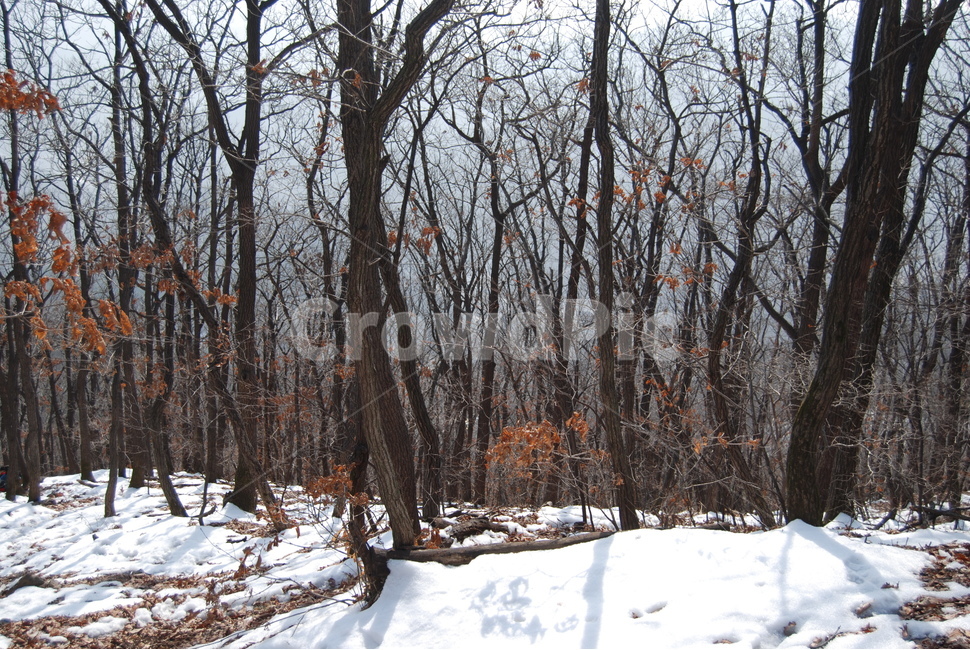 광덕사,장군바위,박씨샘,자연의위대함,등산로,능선,아름다움,신비스런산,돌,산행,힐링,자연,감성,등산,계절,여행,한국,한국명산,한국등산,풍경,눈,나무,하늘,바람,바람소리,환경,생태계,산,땅,겨울,계절,winter,season,자연,풍경,nature,landscape,한국자연풍경,한국자연경관,korea nature landscape,plant,식물,tree