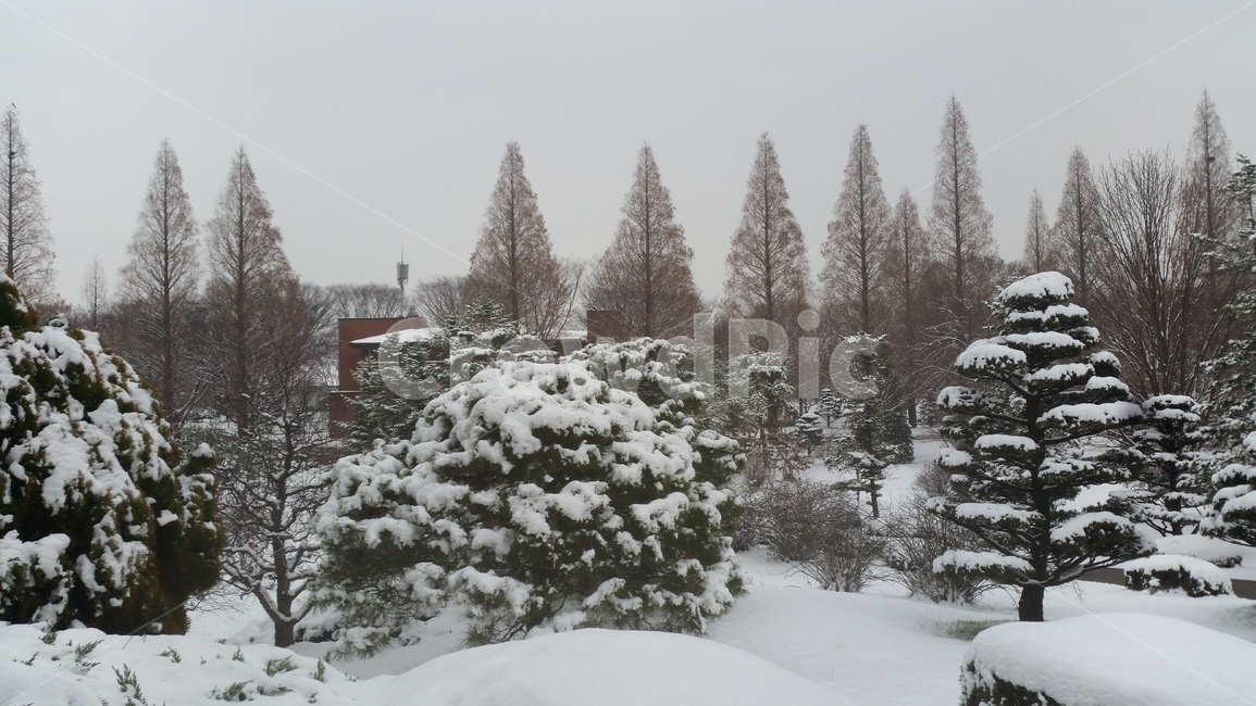 fir,전나무,tree,나무,abies,아비,plant,식물,nature,자연,눈,하늘,풍경,winter,겨울,계절,winter,season,자연,풍경,nature,landscape