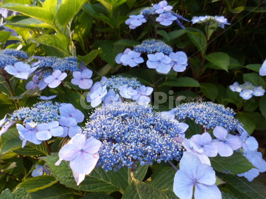 식물,자연,수국,여름,꽃,여름,계절,summer,season,식물,자연,plants,nature,꽃,flower,plant,acanthaceae,잔잔과,blossom,geranium,제라늄