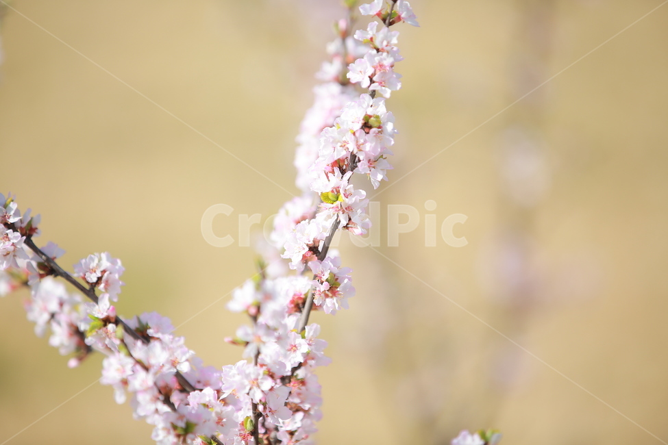 벚꽃,봄,새싹,하늘,벚꽃놀이,꽃,맑음,오막삼,캐논,5dmark3,봄,계절,spring,season,식물,자연,plants,nature,꽃,flower,plant
