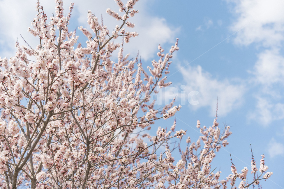 벚꽃,구름,날씨,하늘,꽃,봄,계절,spring,season,자연,풍경,nature,landscape,plant,식물,flower,blossom,cherry blossom