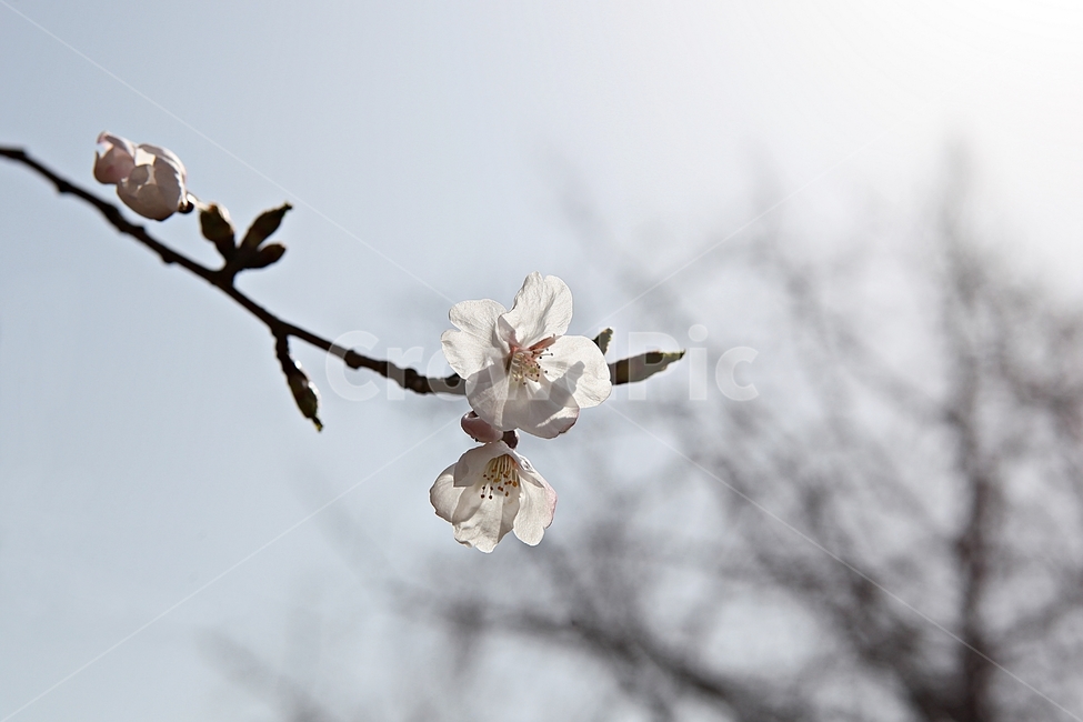 벗꽃,벗나무,꽃,봄꽃,벗꽃잎,꽃잎,식물,자연,공원,식물,자연,plants,nature,꽃,flower