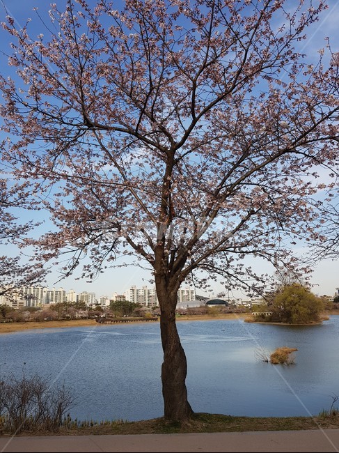 벚꽃,봄,공원,호수,하늘