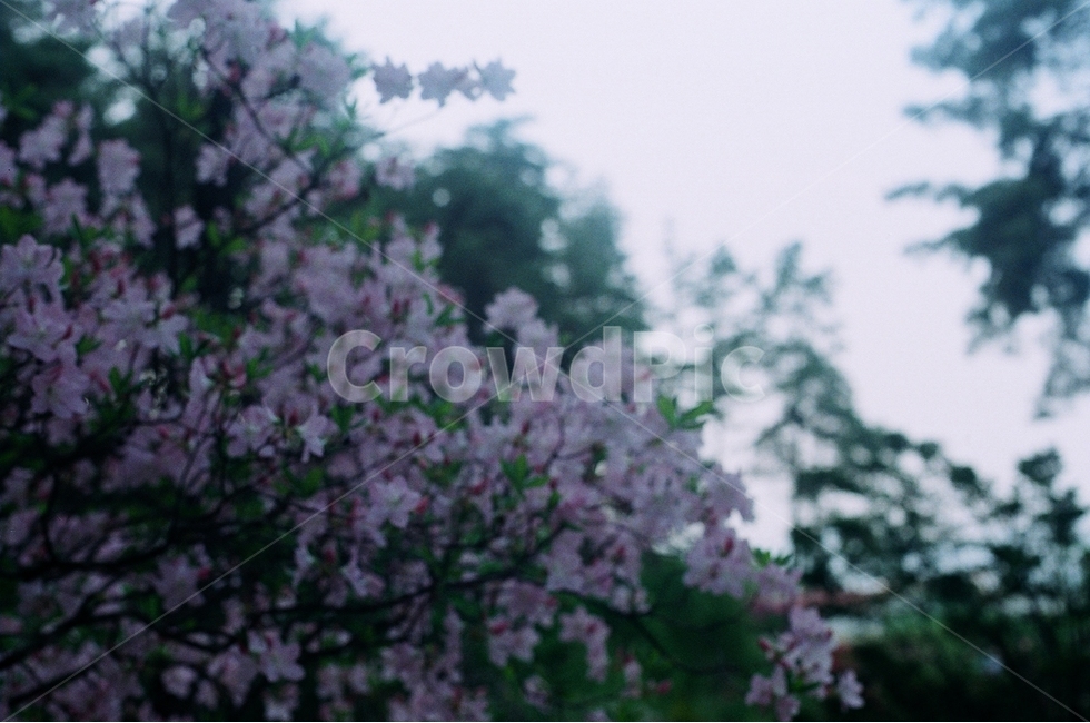 꽃,봄꽃,필름,필름사진,필름카메라,봄,계절,spring,season,식물,자연,plants,nature,꽃,flower,감성,sensible,feeling,plant