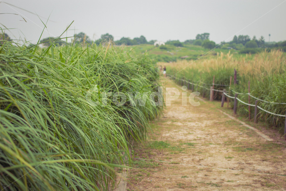 갈대,길,reed,road,풍경,landscape,자연,풍경,nature,landscape