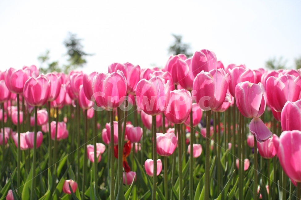 튤립,식물,꽃,봄,화창함,햇살,flower,tulip,red,spring,봄,계절,spring,season,식물,자연,plants,nature,꽃,flower,plant,blossom