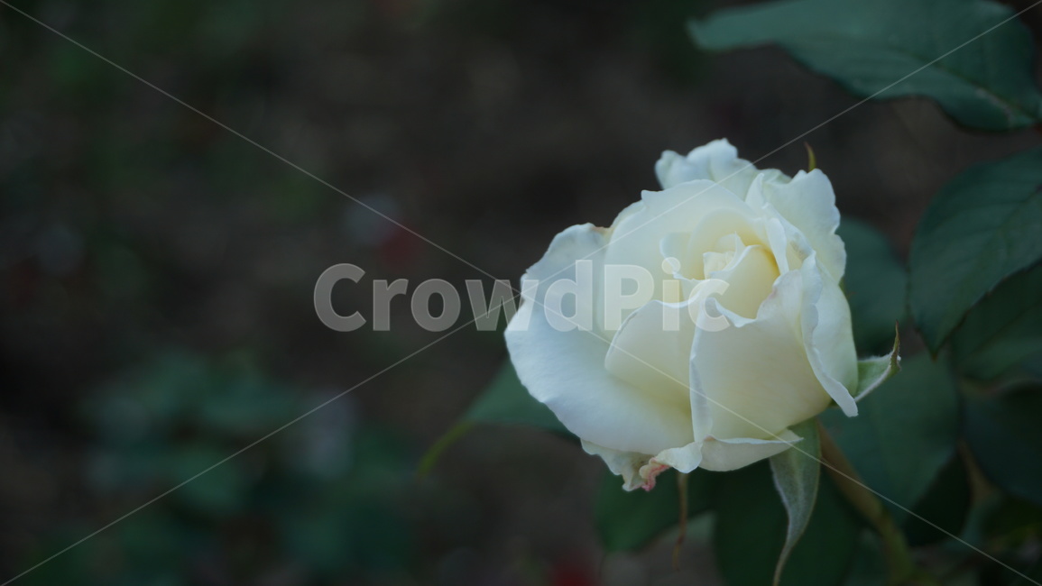 꽃,장미,식물,blossom,rose,plant,flower,백장미,white,하얀꽃,흰꽃,blooming,식물,자연,plants,nature,꽃,flower