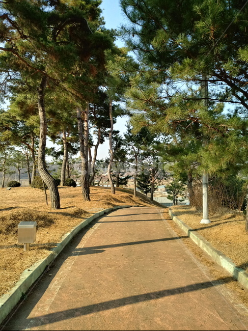 나무,식물,tree,plant,소나무,적송,잎,줄기,길,산책로,식물,자연,plants,nature,나무,trees,wood