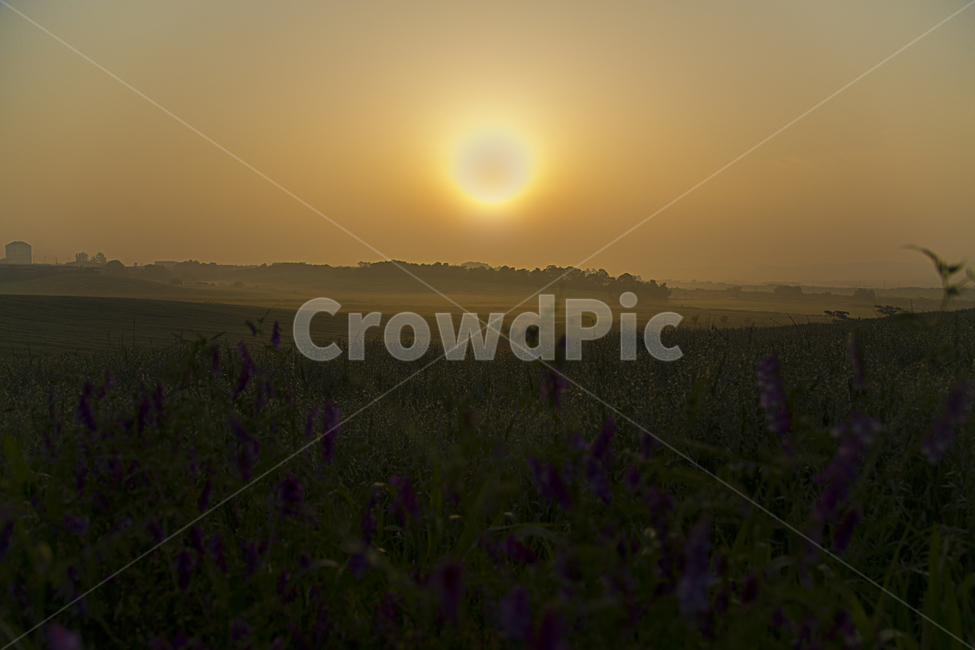 일출,목장,초원,안개,감성,자연,아침,초록,언덕,연무,자연,풍경,nature,landscape,flare,플레어,light,빛