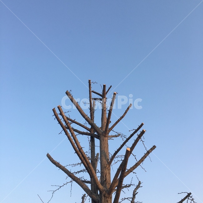 나무,잘린나무,하늘,조경,봄,식물,자연,plants,nature,나무,trees,wood